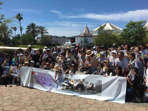 Three Japan-born giant pandas to participate in China breedi