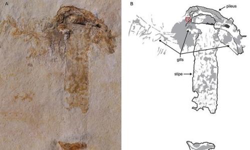 巴西发现最古老的恐龙时代蘑菇化石