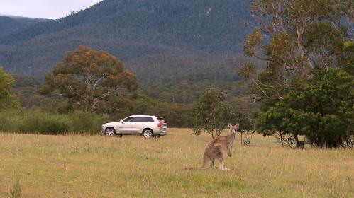 Kangaroos pose a unique problem to driverless cars in Austra