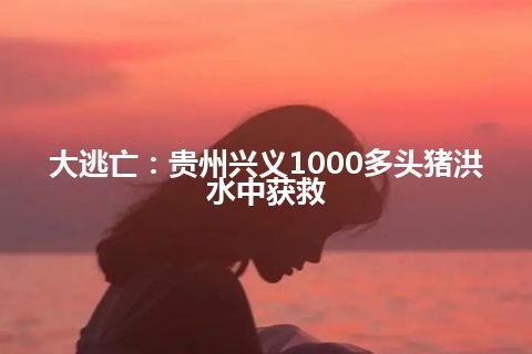 大逃亡：贵州兴义1000多头猪洪水中获救