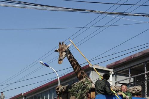 China Buzz: Pain in the neck for giraffe moving home