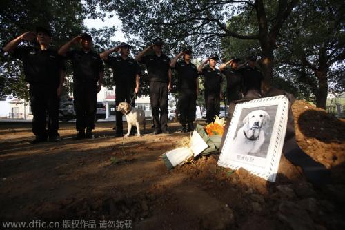 感人！警犬“旺财”的葬礼