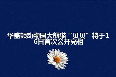 华盛顿动物园大熊猫“贝贝”将于16日首次公开亮相