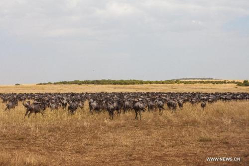 Millions of animals cross the Mara River from Tanzania into