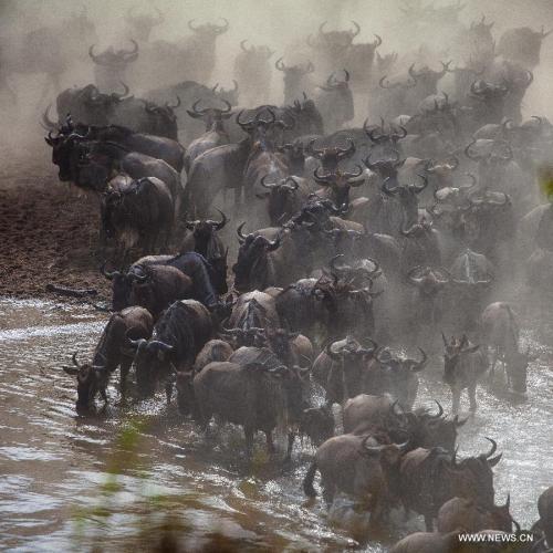 Millions of animals cross the Mara River from Tanzania into