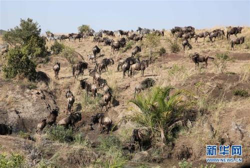 Drama plays out during Maasai Mara migration