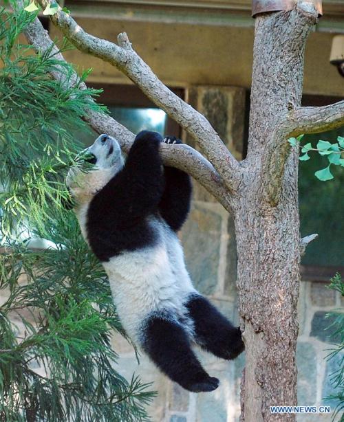 Giant panda Beibei celebrates 1st birthday in Washington