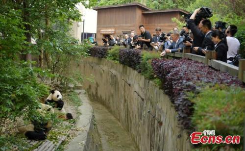 丹麦首相参观成都大熊猫基地