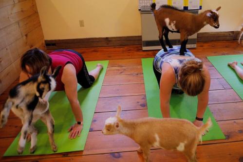 People flock to yoga with goats