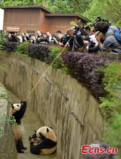 丹麦首相参观成都大熊猫基地