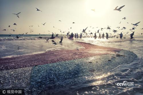 Incredible! Thousands of sardines dried out in the heat