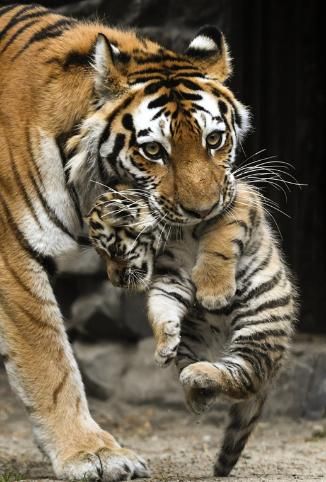 In pics: Siberian tigress with cubs at Novosibirsk Zoo