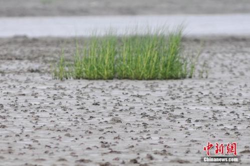 Please count the crabs in these pictures