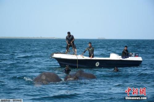 Elephants rescued from Sri Lankan sea