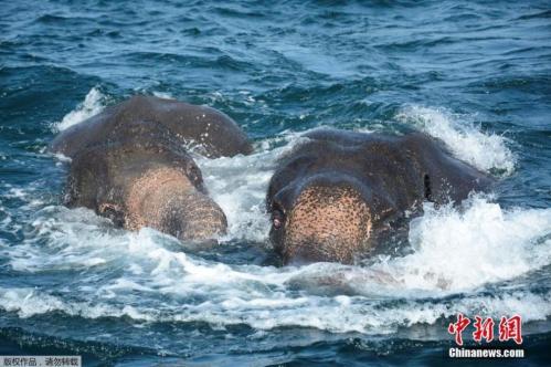 Elephants rescued from Sri Lankan sea