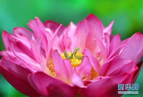 Mantis plays on the lotus flower in Jiangsu