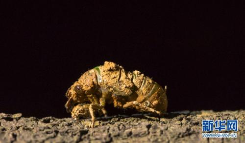 Amazing! Cicada breaks free from its larva shell