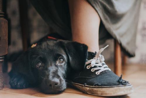 Dog Photographer of the Year winners announced