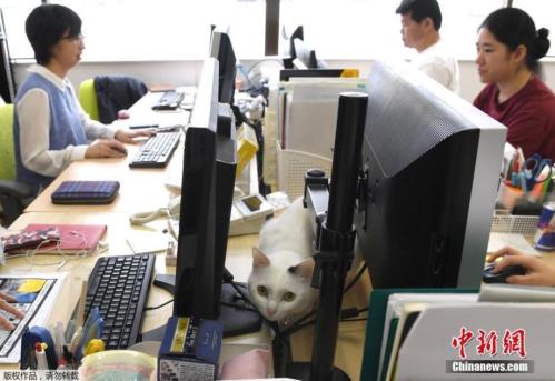 Company counters stress at workplace with cats