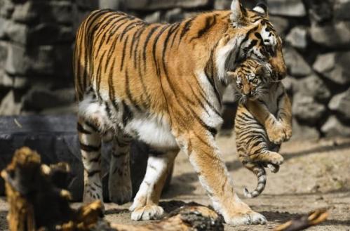 In pics: Siberian tigress with cubs at Novosibirsk Zoo