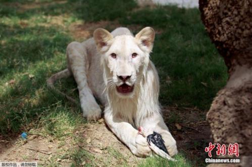 Iraqi zoo gives rare glimpse of white lion