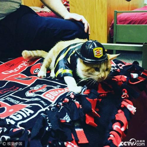 Rescued stray cat becomes famous firefighting cat