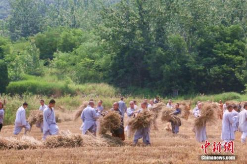 Harvest time for kung fu masters