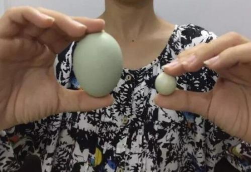 Chinese farmer finds tiny chicken egg