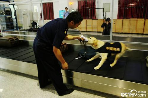 Sniffer dogs base in Beijing holds open day activityThe Beij