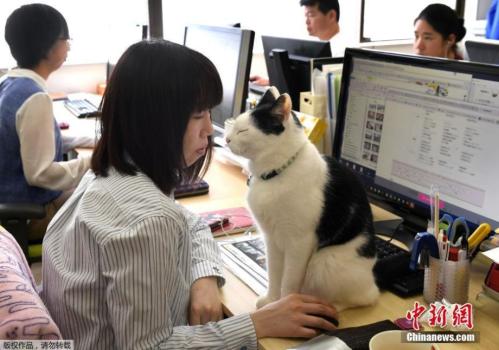 Company counters stress at workplace with cats