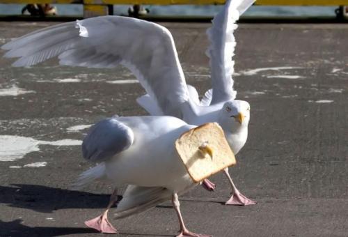 Starving seagull gets slice of bread stuck on its beak