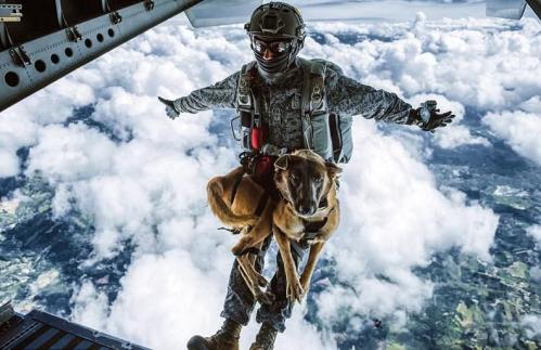 Colombian air force dog completes its parachute training jum