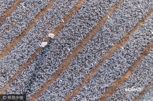 Incredible! Thousands of sardines dried out in the heat