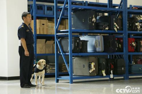 Sniffer dogs base in Beijing holds open day activityThe Beij