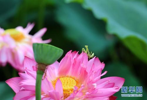 Mantis plays on the lotus flower in Jiangsu