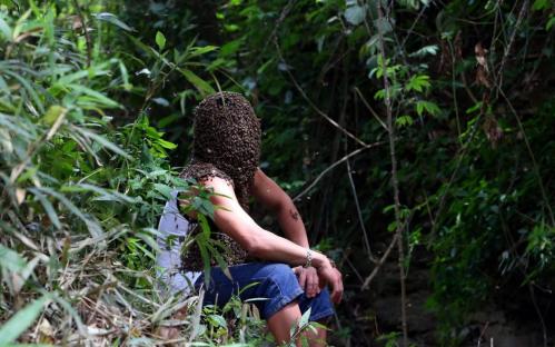 Vietnamese beekeeper attracts thousands of wild bees