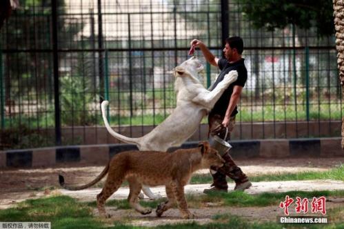 Iraqi zoo gives rare glimpse of white lion