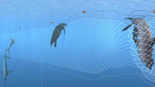 Save the vaquita by stopping illegal trade of totoaba