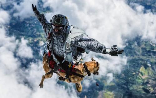 Colombian air force dog completes its parachute training jum