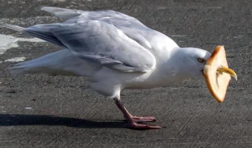 Starving seagull gets slice of bread stuck on its beak