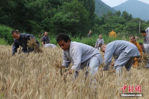 Harvest time for kung fu masters