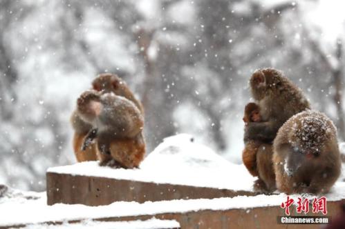 野生猕猴暴风雪中拥抱取暖