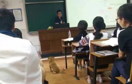 温医大现学霸小黄狗，热爱学习正能量