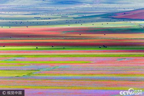 Flowery valleys in the village of Castelluccio, Italy