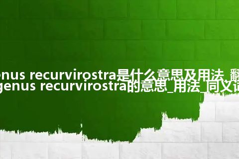 genus recurvirostra是什么意思及用法_翻译genus recurvirostra的意思_用法_同义词