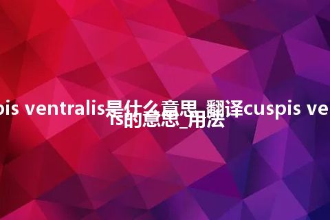 cuspis ventralis是什么意思_翻译cuspis ventralis的意思_用法