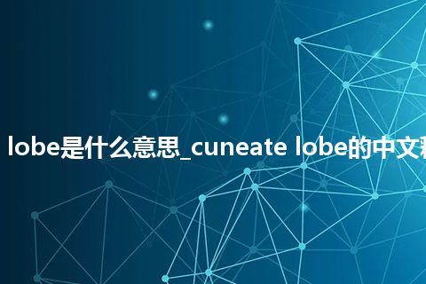 cuneate lobe是什么意思_cuneate lobe的中文释义_用法