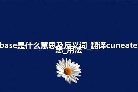 cuneate base是什么意思及反义词_翻译cuneate base的意思_用法