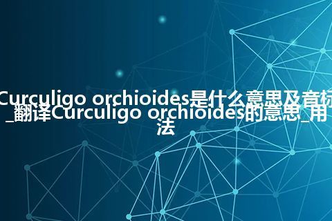 Curculigo orchioides是什么意思及音标_翻译Curculigo orchioides的意思_用法