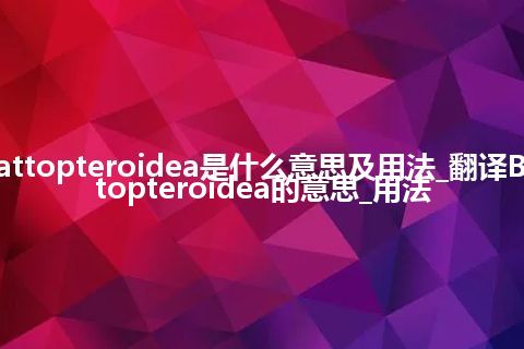 Blattopteroidea是什么意思及用法_翻译Blattopteroidea的意思_用法